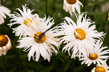 Fototapeta premium dragonfly sitting on daisy, surrounded by white flowers. close-up shot highlights delicate balance of nature, capturing beauty of both insect and blooming flowers in peaceful setting.