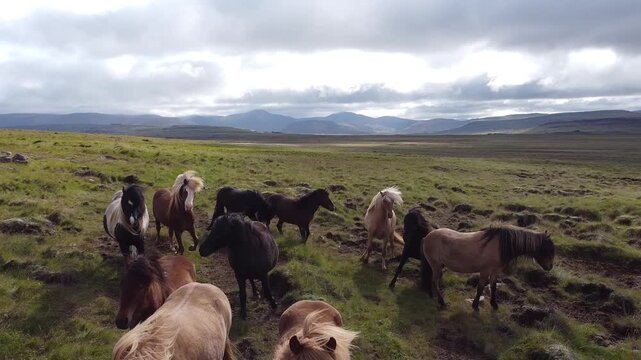 Push In Shot on Herd of Horses in North Iceland