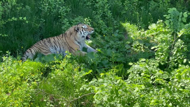 tiger in the grass