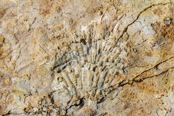 Close up of ancient coral fossil embedded in limestone rock. Detailed macro view of prehistoric petrified marine organism print on stone surface. Cyprus. © Vlad Rakin