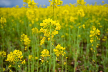 Obraz premium A vibrant field of yellow flowering plants under a cloudy sky. The flowers are tall and lush, creating a picturesque landscape.