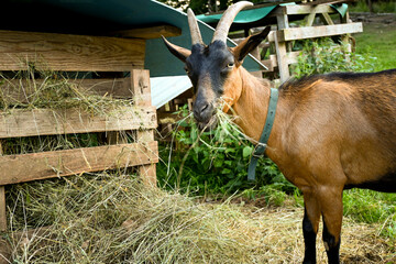 Domestic goat eating hay on a farm © PePe Photo