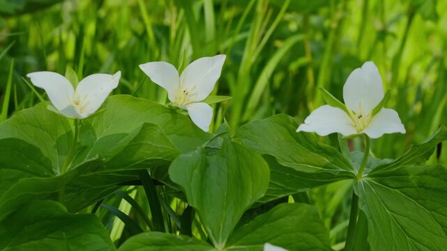 White trillium flowers on a green forest glade.