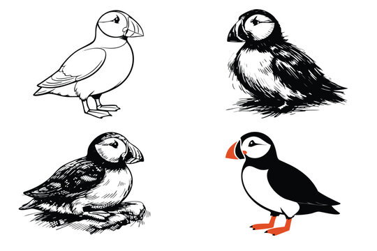 Set of four puffin bird illustrations in various artistic styles including hand-drawn sketches, detailed line art, and flat vector design with orange accents, perfect for wildlife projects.
