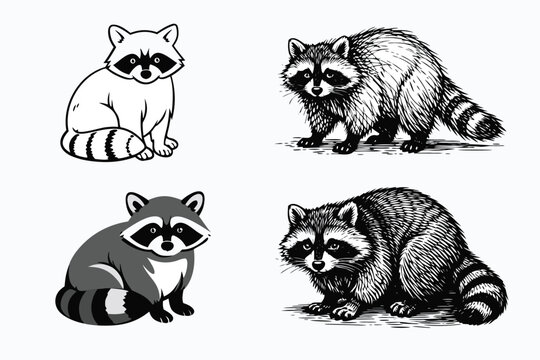 Four hand-drawn raccoon illustrations in a collection of different graphic styles, from simple line art and flat vector to detailed woodcut engraving and realistic monochrome animal sketches.