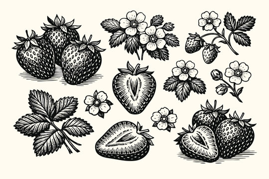 Vintage Strawberry Botanical Illustration Set Featuring Hand Drawn Flowers, Leaves, Whole Berries, and Slices. Engraving Style Vector Art for Organic Food Branding, Garden Design, and Retro Decor.