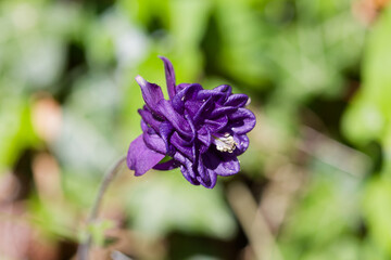 Ancolie noirâtre en fleur aux printemps. © galaad973