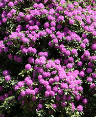 Fototapeta premium Close up full frame background texture of vibrant purple and magenta rhododendron flower petals in spring bloom