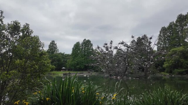 A large colony of wild birds and numerous nests densely populating a dead tree in a pond under a cloudy sky