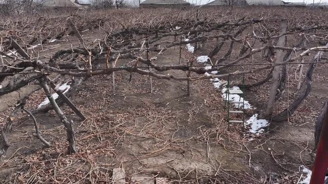 Aerial drone shot rising above bare, leafless grapevines in a rural winter vineyard, showing dry soil, patches of melting snow, and distant village houses under the cloudy skies.

