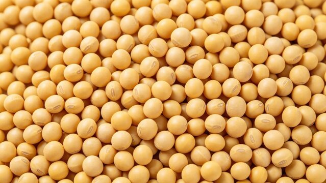 Raw yellow soybeans texture