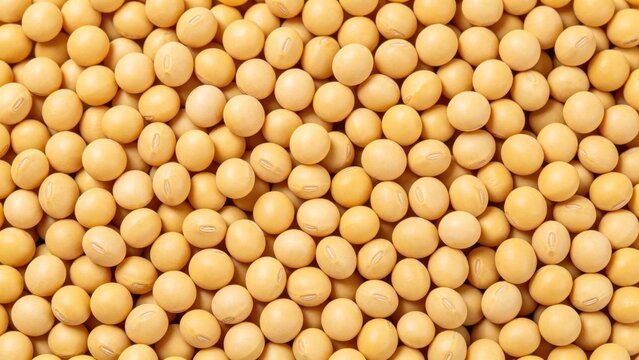 Raw yellow soybeans texture