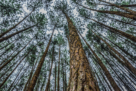 Pine wood trees from wagamon, Kerala , India