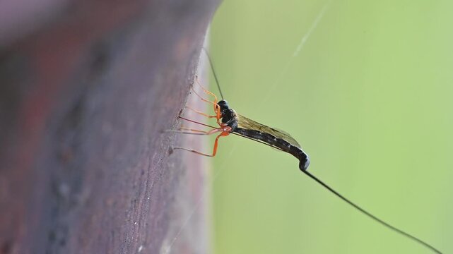 Close-up of a long-tailed wasp with orange legs on a textured surface