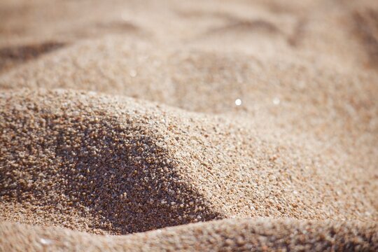 buckwheat on the sand