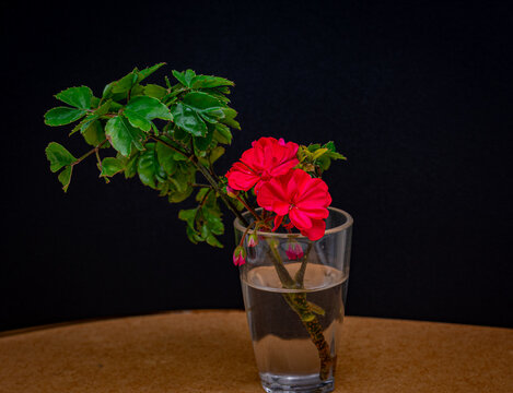 flor vermelha em um copo com &aacute;gua com fundo preto
