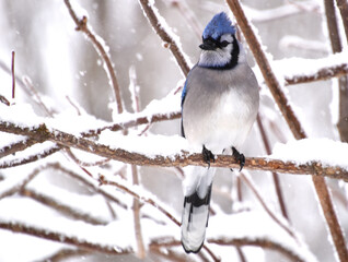 A blue jay in the garden, Sainte-Apolline, Québec, Canada © Claude Laprise