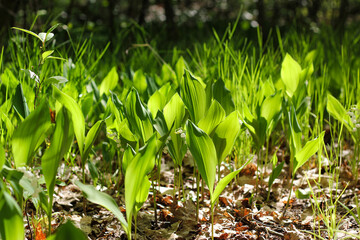 Meadow of lilies of the valley, green leaves illuminated by the sun. Fresh green lily of the valley plants growing in a clearing covered with dry leaves, bathed in spring sunshine. Lilies of the valle © dlinnaya