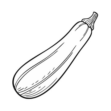 Outline drawing of a long, green squash or zucchini vegetable on a white background