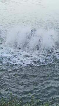 Paddle wheel aerators are commonly used in fish farming to increase dissolved oxygen levels. The aerator motor produces a loud noise and rumbling water splashes.