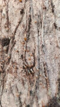 Active termite colony of winged alates crawling on rough teak tree bark