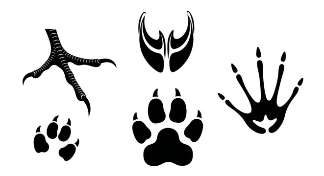 Animal Footprints Set: Bird, Cat, Dog, and Reptile Paw Prints