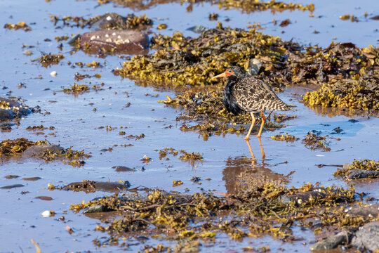 Ruff (Calidris pugnax)