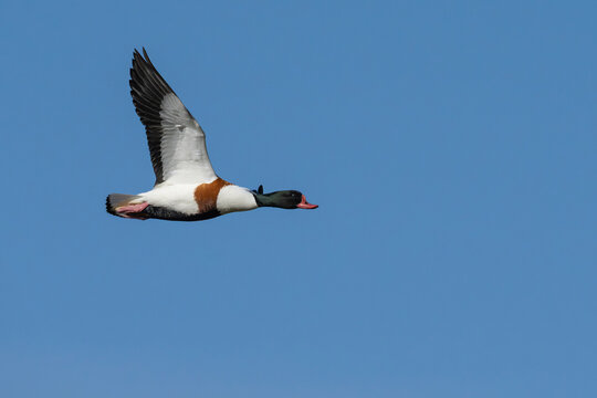 Common shelduck (Tadorna tadorna) in flight