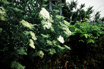Fototapeta premium Close-up of blooming elderflower clusters with delicate white umbels contrasting against deep green foliage. Soft natural light highlights texture and layered garden greenery.