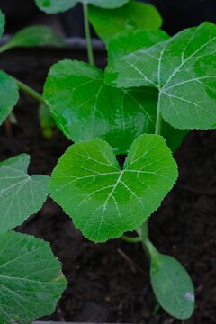 Young pumpkin (Cucurbitaceae) plant in organic garden. Daun labu