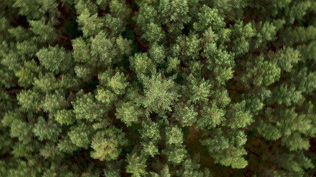Texture Background of Great Green Forest View From Above. Aerial View Top Down of Green Forest Poland Beautiful Nature. Flying Above Pine Tree Tops and Green Spruce. Ecology Environmental Conservation