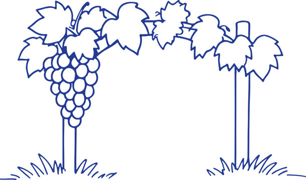 Grapevine with cluster of grapes and leaves on a trellis