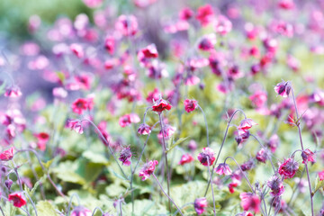 Fototapeta premium Nature background with spring flowers. Selective and soft focus. Close up.