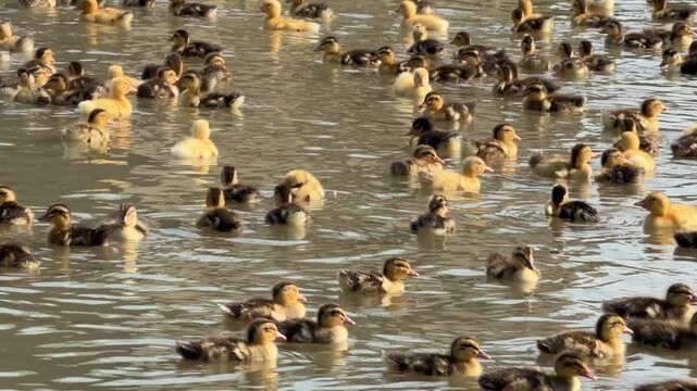 Young ducklings move together across the surface of a farm pond while forming a dense swimming group in shallow water. Early development.