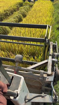 Operator view from inside the combine cabin shows the header cutting dense rice stems while moving forward across the field. Agricultural machinery.