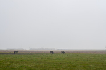 Fototapeta premium Early morning foggy plateau