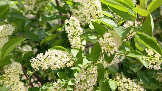 White bird cherry flowers on the branches sway in the wind on a sunny warm day. Flowering