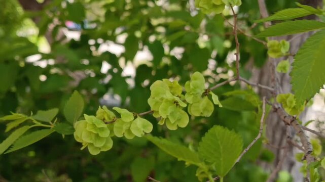 seeds and fruits of Ulmus pumila on a tree branch.