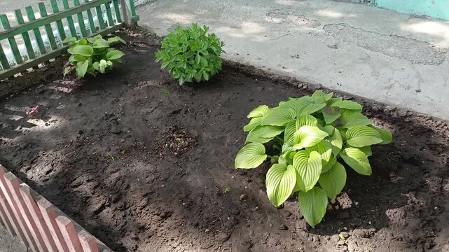 Hosta, ochitok, sedum grow in the garden beds. Landscaping, landscape design