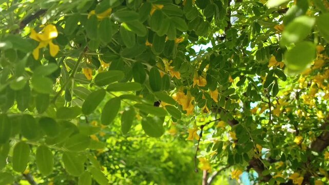 A bumblebee pollinates the yellow flowers of the Caragana arborescens tree on a sunny day. Flowering, Acacia