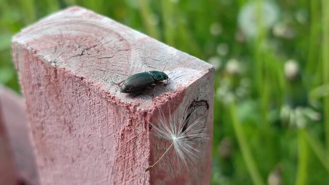 The bronze beetle Selatosomus aeneus sits on a wooden fence in the garden. Documentary footage of insects
