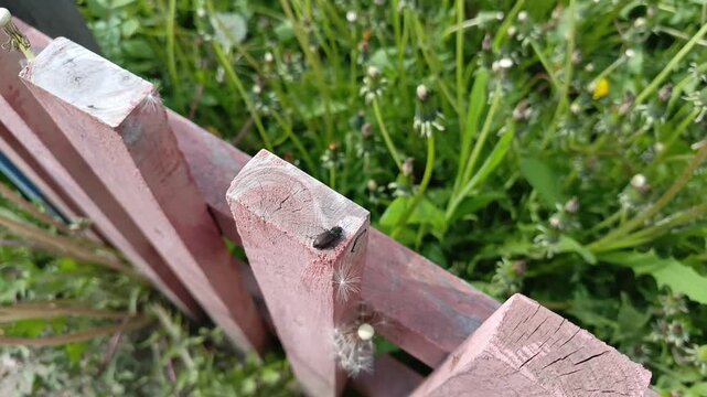 The bronze beetle Selatosomus aeneus sits on a wooden fence in the garden. Documentary footage of insects