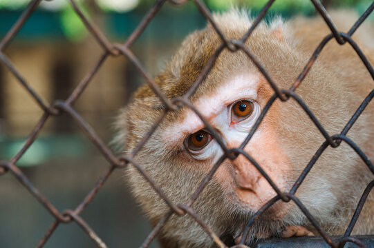 Rhesus Macaque monkey in captivity looking through wire mesh enclosure