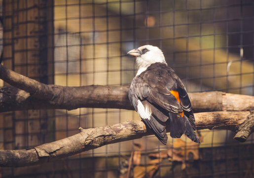 White-headed Buffalo Weaver in a zoo aviary.