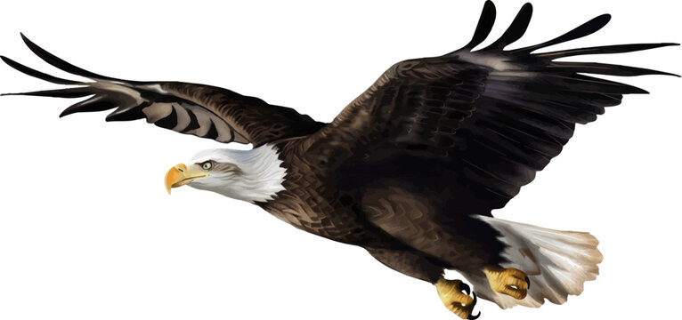 Realistic bald eagle flying vector illustration with spread wings and powerful predator pose.