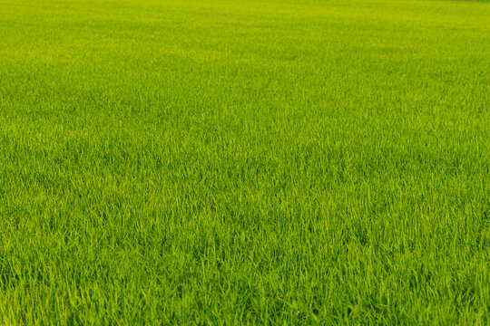 green rice field