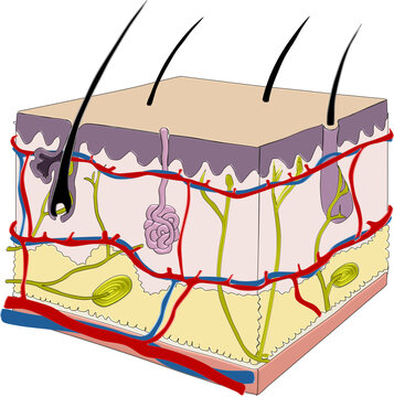 Human Skin Cross Section Diagram - 3D Block Vector of Epidermis Dermis Subcutaneous Layers and Hair Follicle Anatomy
