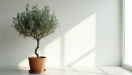 Fototapeta premium Minimalist interior scene with potted olive tree. Bright natural light streams through window, casting geometric shadows. A touch of nature for modern living spaces and serene decor.