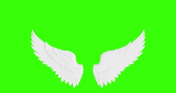 4k Resolution Video: Pure Spiritual Concept With White Angel Wings Symbolizing Peace And Purity. Soft Detailed Feather Wings Symmetrically Seamless Looped Animated On Green Screen Chroma Key 