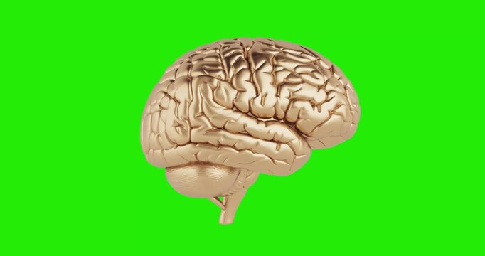 4k Resolution Video: Luxury Intelligence And Success Concept. Golden Human Brain Anatomy Seamless Looped Rotating On Green Screen Chroma Key Background With Alpha Matte